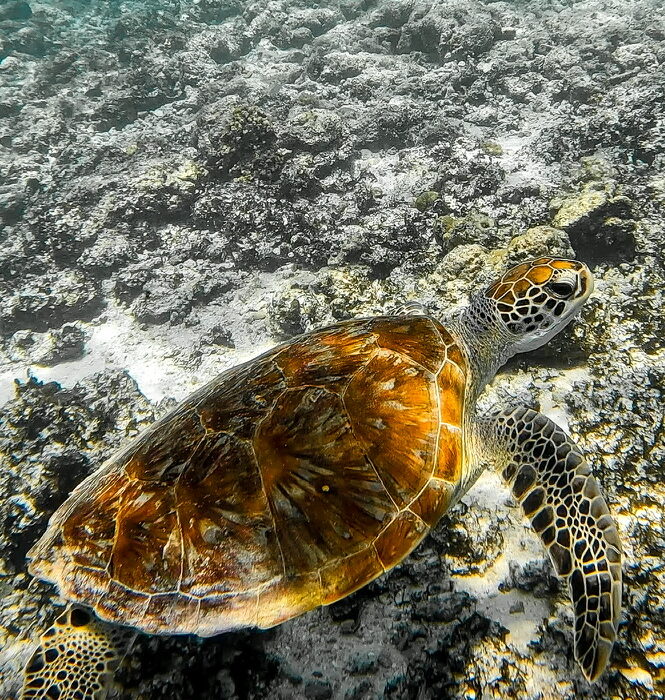 B0F00AE0-44C7-490D-A462-1E837B8F317F_1_105_c